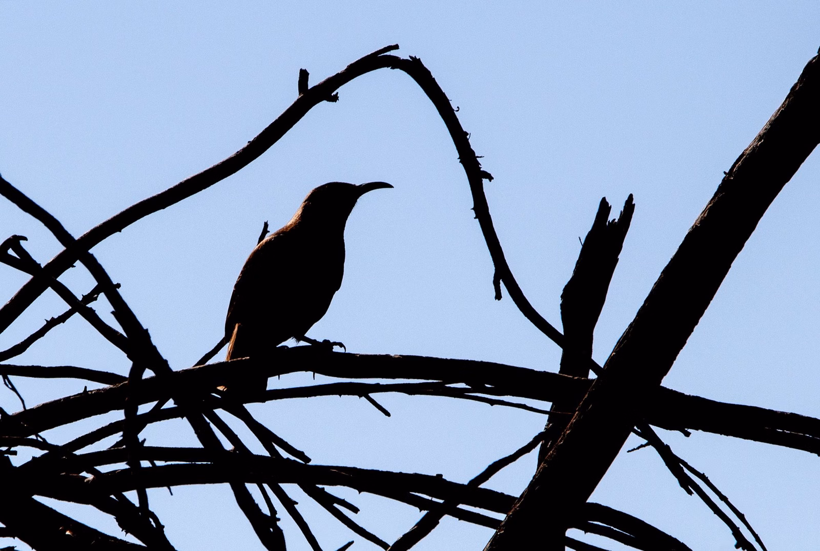 Silhouette of a cactus wren perched on dry branches against a blue sky in Phoenix