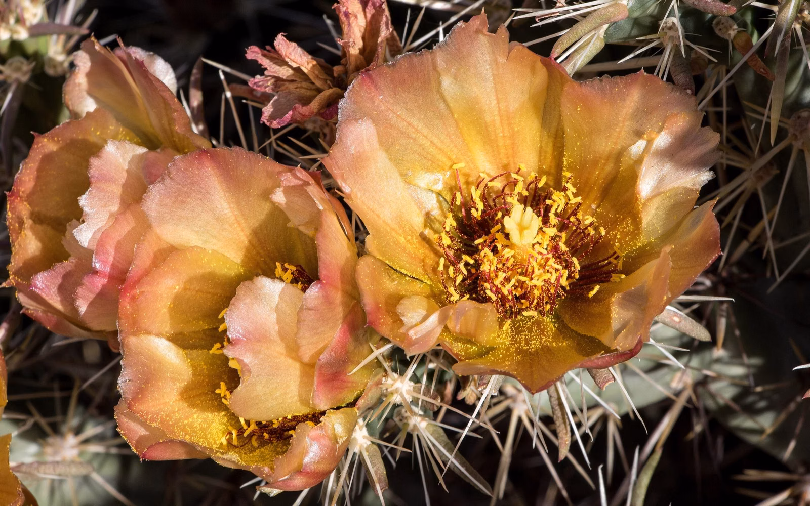 Pale yellow and pink prickly pear cactus flowers among spines at South Mountain