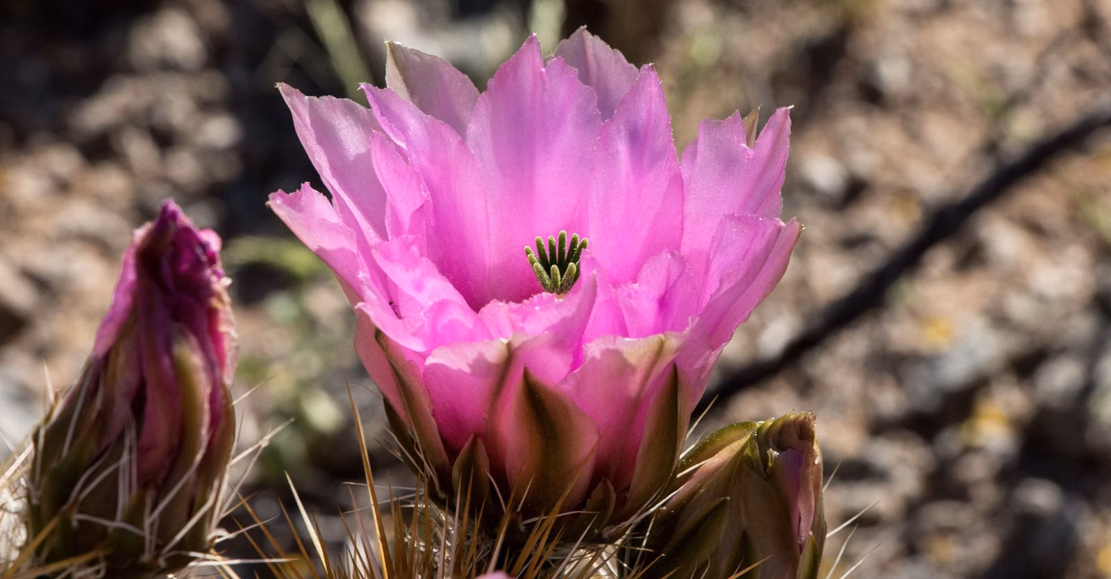 A pink hedgehog cactus bloom with buds at South Mountain