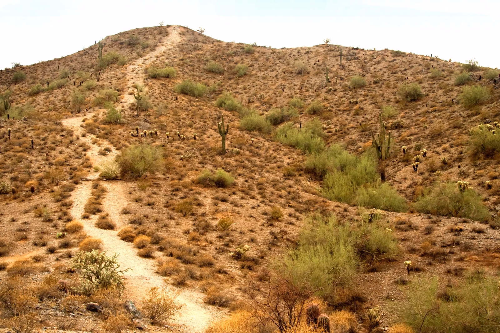 Hiking trail climbing a dry, scrub-covered desert hillside at South Mountain