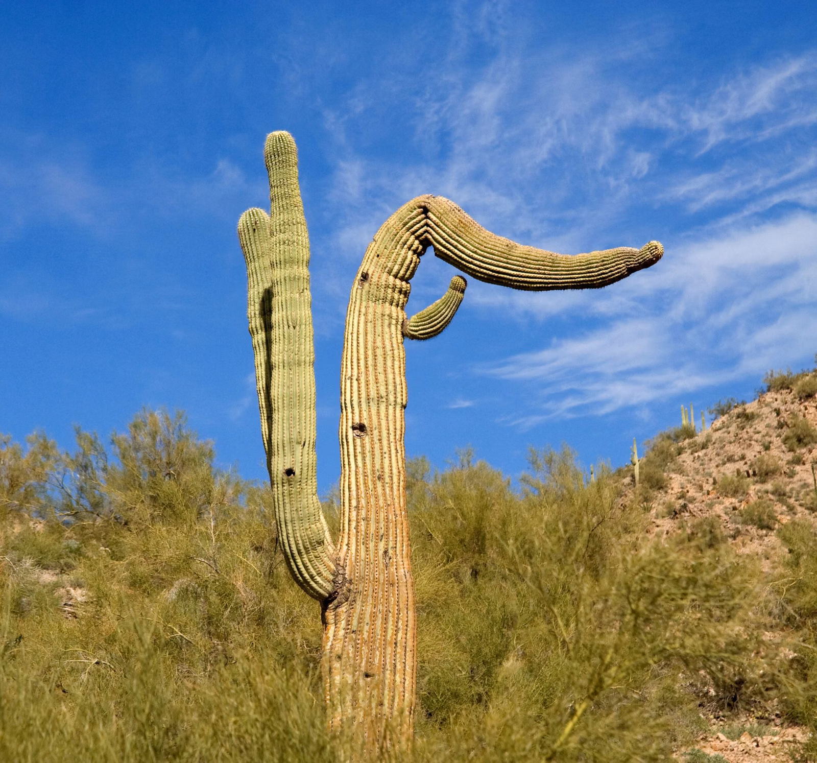 A tall saguaro with a drooping arm on a grassy desert hillside under blue sky, in San Tan Regional Park near Queen Creek