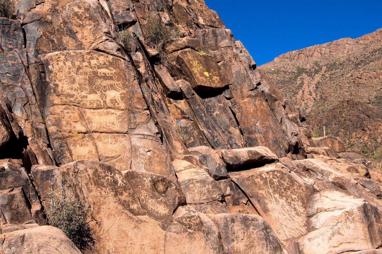 Hohokam petroglyphs of animals and figures pecked into a dark rock wall in the Superstition Mountains east of Phoenix