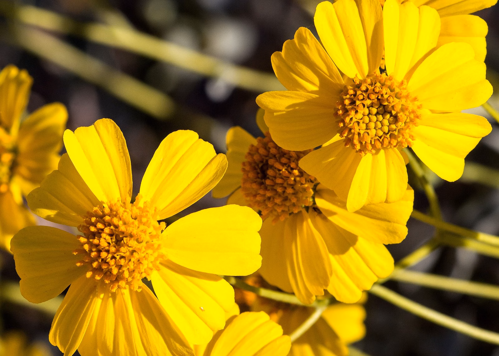 Yellow angelita daisies in bloom at South Mountain